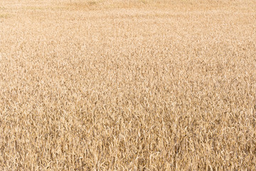 Corn field background image