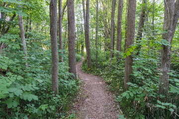 Winding footpath through a green forest