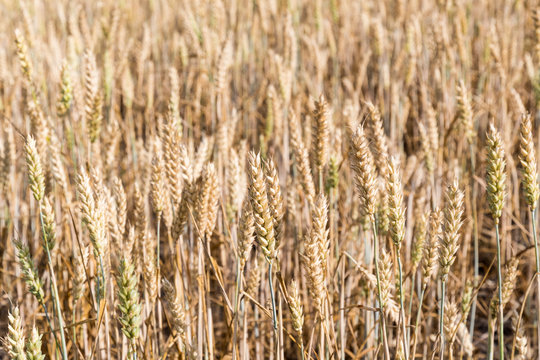 Wheat field background © olandsfokus