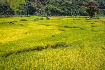 Golden Rice Field, a beautiful natural beauty on mountain in Nan Khun Nan  Rice Terraces,Nan Province, Thailand
