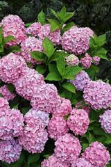 ６月に咲く紫陽花の花