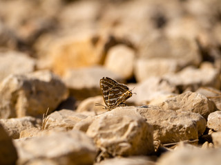 On the rocks