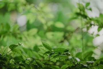 abstract,bokeh leaf pattern nature green background.