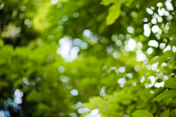 abstract,bokeh leaf pattern nature green background.