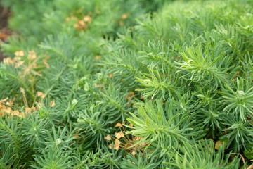 Spurge cypress grass