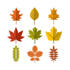 Simple Autumn Leaf Illustration Symbol Graphic Design Template Set