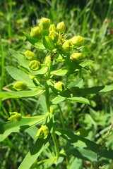 Spurge plant in the garden on natural green background 