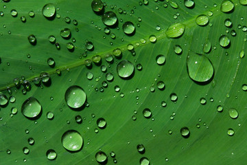 water drops on leaf green.