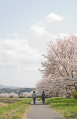 桜並木の下で散歩