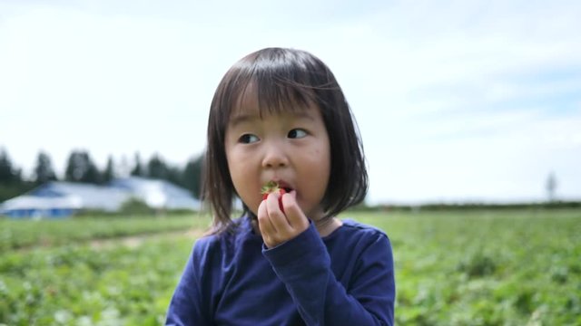 Asian chinese child picking strawberry on a farm