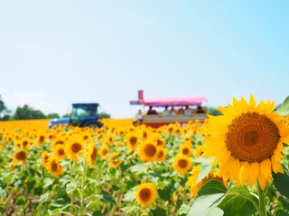 Poster de jardin Tournesol Champ de tournesol de Hokkaido et voiture de plaisir de tracteur