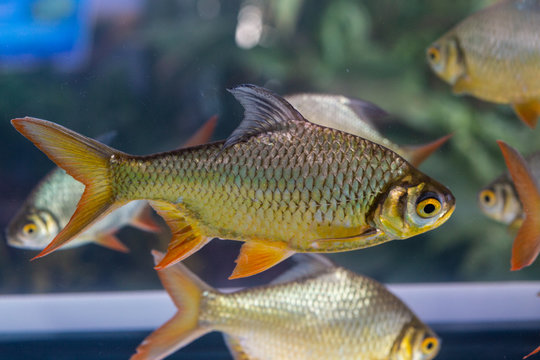 Group of Silver Barb, Java barb