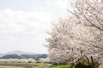 満開の永遠に続く桜並木