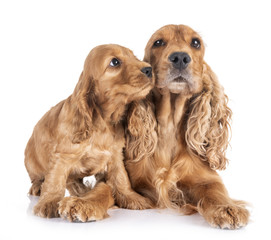 puppy and mother cocker spaniel
