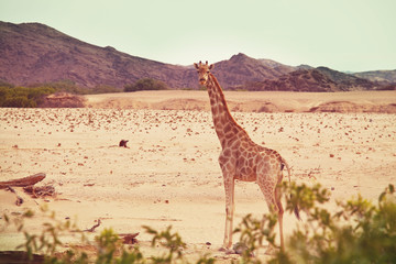 Giraffe