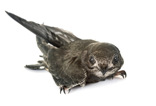 Young Common Swift