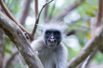 Red colobus (Piliocolobus kirki) monkey on the deposed wood , Jozani forest, Zanzibar, Tanzania