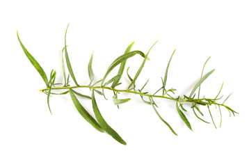 Tarragon in studio