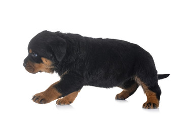 puppy rottweiler in studio