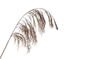 Dry common bulrush, isolated on white background © dule964