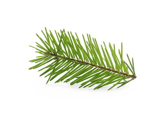 Pine branch, natural decoration isolated on white background