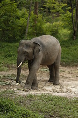 Fototapeta premium Thailand Elephants Roaming Free in Phitsanulok, Thailand.