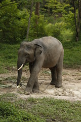 Thailand Elephants Roaming Free in Phitsanulok, Thailand.