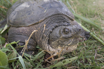 Common snapping turtle, Chelydra serpentina,