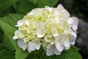 ６月に咲く紫陽花の花
