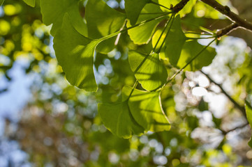 Green leaves of Gingko Biloba