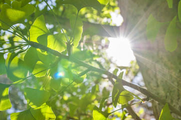 Green leaves of Gingko Biloba