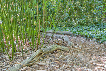 Bamboo path in nature