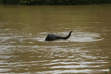 Fototapeta premium Thailand Elephants Roaming Free in Phitsanulok, Thailand.