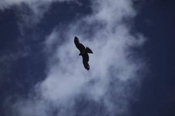 大空を飛ぶ
