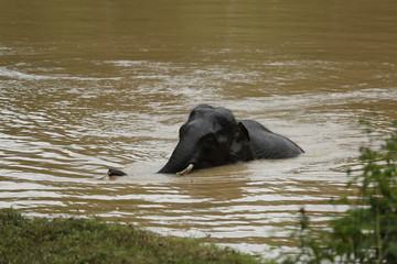 Thailand Elephants Roaming Free in Phitsanulok, Thailand.