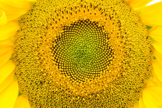 Sunflower close-up, macro