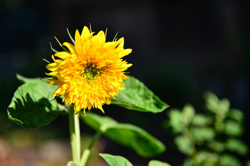 Sunflower on a dark background close-up.