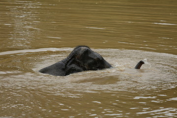 Fototapeta premium Thailand Elephants Roaming Free in Phitsanulok, Thailand.
