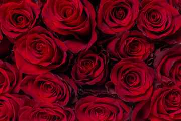 Fototapeta premium Bouquet of flowers: fresh red roses