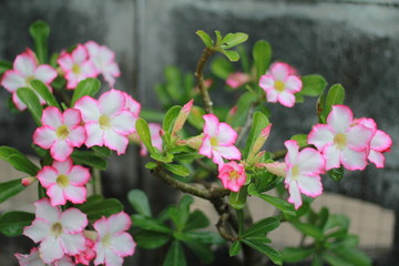 Pink Adenium,Desert Rose./Ornamental plant is a popular home. Do not water much.