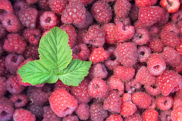 Green leaf of raspberry