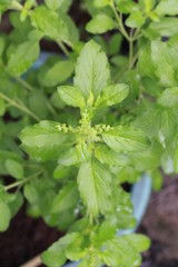 Basil leaves green for cooking in Thailand.