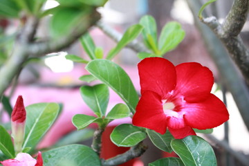 Red Adenium,Desert Rose./Ornamental plant is a popular home. Do not water much.