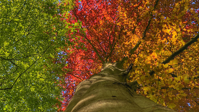Beautiful colored leaves in the spring