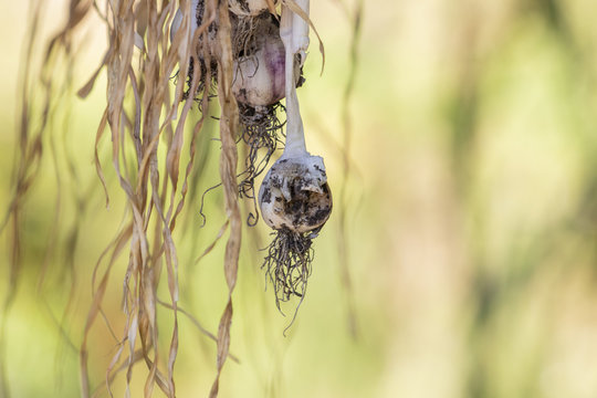 Fresh garlic from the garden