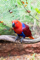 Color of Eclectus Parrot.