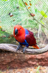 Color of Eclectus Parrot.