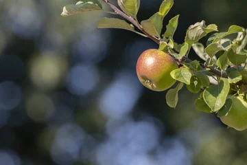 Tapeten Close up of a colorful red apple on an apple tree © frankrooimans