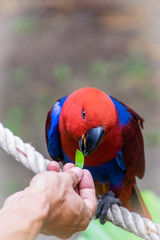 Color of Eclectus Parrot.