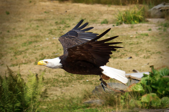 Adelaar eagle